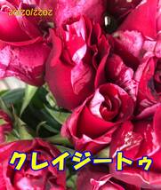 切り花品種　クレイジートゥ★凛とした丸弁高芯で、ピンクの濃淡の絞りが美しい★挿し木苗_画像9