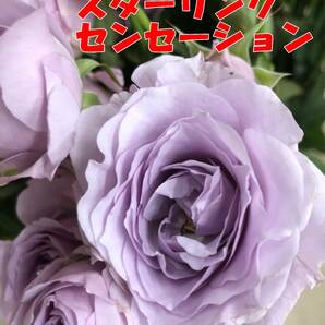切り花品種 スターリングセンセーション★ブルー中香 やさしい薄紫色★挿し木苗の画像7