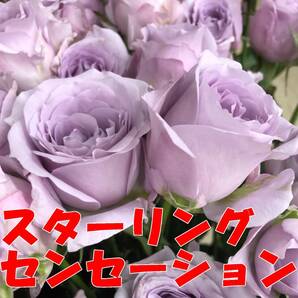 切り花品種 スターリングセンセーション★ブルー中香 やさしい薄紫色★挿し木苗の画像5