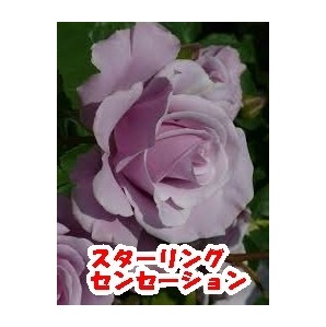 切り花品種 スターリングセンセーション★ブルー中香 やさしい薄紫色★挿し木苗の画像2