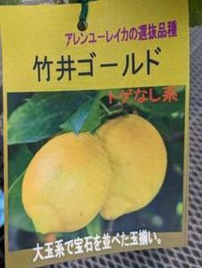 花がついています　竹井ゴールドレモン★選抜品種　薄皮で水分が多い品種