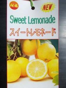 レモン　　　スイートレモネード★こんなにも甘いレモネード味★接木