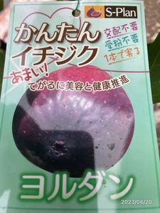 イチジク　　ヨルダン★果重60g前後で、甘味、酸味とも強く、バランスの良い濃厚な味わい