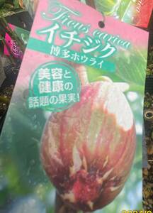 いちじく★博多ホウライ★肉厚でトロける舌触りと濃厚な甘み