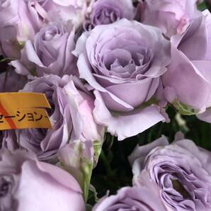 切り花品種 スターリングセンセーション★ブルー中香 やさしい薄紫色★挿し木苗の画像6