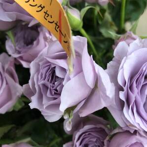 切り花品種 スターリングセンセーション★ブルー中香 やさしい薄紫色★挿し木苗の画像8