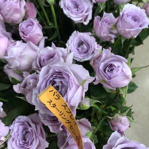 切り花品種 スターリングセンセーション★ブルー中香 やさしい薄紫色★挿し木苗の画像10