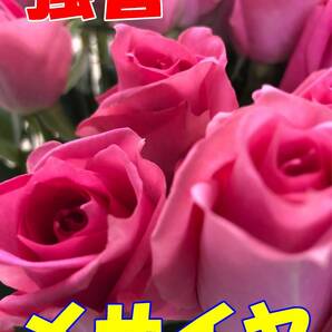 切り花品種 メサイヤ★強香 ヴォリュームのある 発色のよい鮮やかなピンク★挿し木苗の画像8