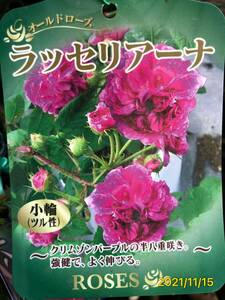 4281　　ラ・セビリアーナ★四季咲き中輪★メイアンの名花★修景バラ★接木苗