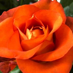 切り花品種 コーヒーブレイク★中心がオレンジ、周りが茶色の複色の大輪★挿し木苗の画像7