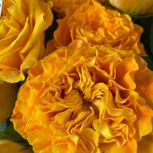 切り花品種 マンゴーリーバー★オレンジイエローのビタミンカラーの波状弁★挿し木苗の画像10