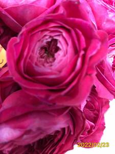 切り花品種　赤から紫へ色が変化。美しいロゼット咲き★強香★挿し木苗