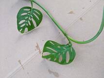 トップカット　アクミナータ　Monstera acuminata_画像2