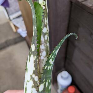 ビルベルギア コールドフュージョン billbergia coldfusionの画像8