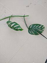 トップカット　アクミナータ　Monstera acuminata_画像4