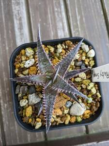 Dyckia 'Ruby Snow' x 'Big Brazil'