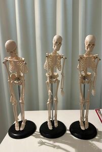 医療骸骨模型●サイズ：縦 46cm使用感が気になる方は写真でご確認●注意：3台の内，1台からの購入を承ります。販売価額は1台の値段