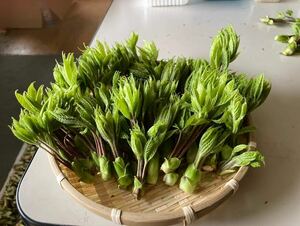 山菜　当日取れ　コシアブラ　300ｇ　年に一度の春の芽吹き