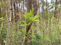 山菜　当日取れ　コシアブラ　150ｇ　年に一度の春の芽吹き_画像2