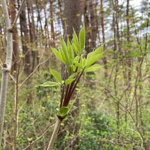 山菜 当日取れ コシアブラ 200ｇ 年に一度の春の芽吹きの画像2