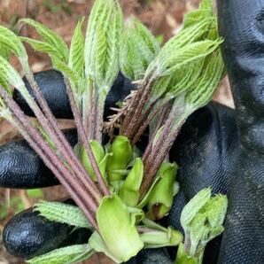 山菜 当日取れ コシアブラ 150ｇ 年に一度の春の芽吹きの画像3