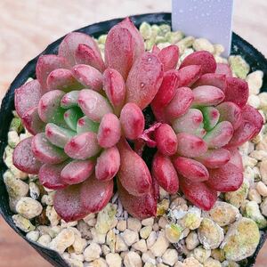 B即決価格！！多肉植物　ピンクルビー　韓国苗　美苗　農園直売　観葉植物