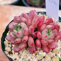 B即決価格！！多肉植物　ピンクルビー　韓国苗　美苗　農園直売　観葉植物_画像2