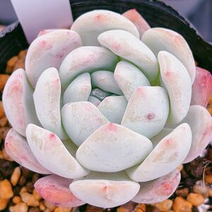 F即決価格！！多肉植物　モンロー　韓国苗　美苗　農園直売　観葉植物