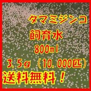 タマミジンコ飼育水800ml（3.5g+α約10,000匹混入）