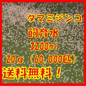 タマミジンコ飼育水3200ml（20g+α 約60,000匹混入）