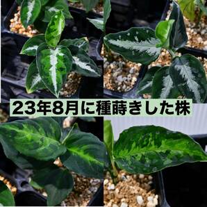 8 Aglaonema pictum tricolor from South Sumatra アグラオネマ ピクタム トリカラー 種10粒の画像8