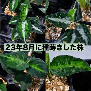 9 Aglaonema pictum tricolor from South Sumatra アグラオネマ ピクタム トリカラー 種10粒の画像8