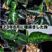 1　Aglaonema　pictum tricolor from South Sumatra アグラオネマ　ピクタム　トリカラー 種10粒_画像8