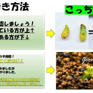 3 Aglaonema pictum tricolor from South Sumatra アグラオネマ ピクタム トリカラー 種10粒の画像4