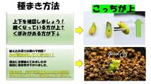 8　Aglaonema　pictum tricolor from South Sumatra アグラオネマ　ピクタム　トリカラー 種10粒_画像4