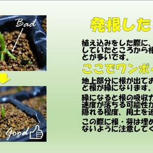 ９ Aglaonema pictum tricolor from South Sumatra アグラオネマ ピクタム トリカラー 種10粒の画像6