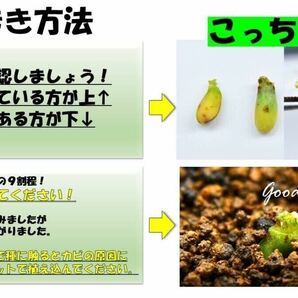 4 Aglaonema pictum tricolor from South Sumatra アグラオネマ ピクタム トリカラー 種10粒の画像4