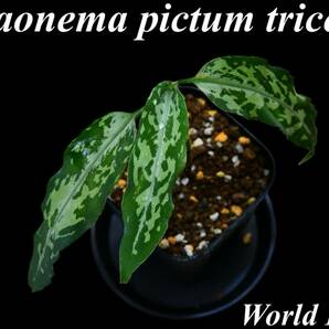 2 Aglaonema pictum tricolor from Aceh アグラオネマ ピクタム トリカラーの画像1