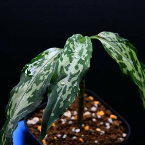 2 Aglaonema pictum tricolor from Aceh アグラオネマ ピクタム トリカラーの画像7