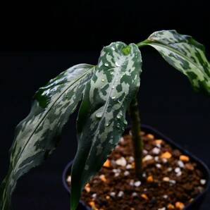 2 Aglaonema pictum tricolor from Aceh アグラオネマ ピクタム トリカラーの画像8