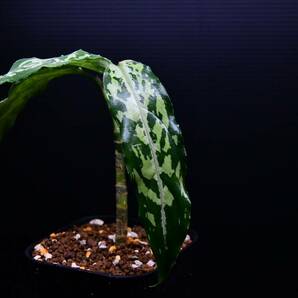 2 Aglaonema pictum tricolor from Aceh アグラオネマ ピクタム トリカラーの画像5