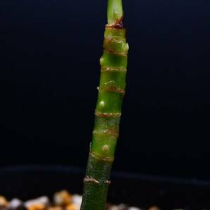 3 Aglaonema pictum tricolor from Aceh アグラオネマ ピクタム トリカラーの画像9