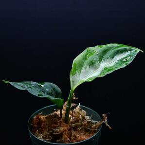 1 Aglaonema pictum tricolor from South Sumatra アグラオネマ ピクタム トリカラー実生株の画像6