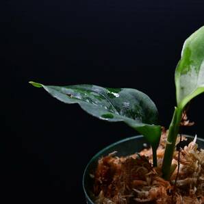 1 Aglaonema pictum tricolor from South Sumatra アグラオネマ ピクタム トリカラー実生株の画像8