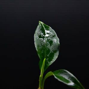 4 Aglaonema pictum tricolor from South Sumatra アグラオネマ ピクタム トリカラー実生株の画像5