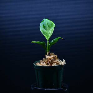 5 Aglaonema pictum tricolor from South Sumatra アグラオネマ ピクタム トリカラー実生株の画像2