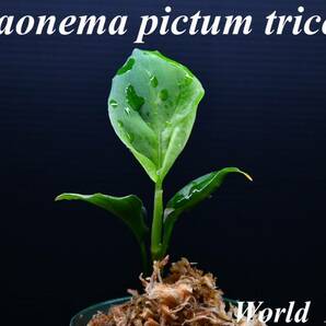 5 Aglaonema pictum tricolor from South Sumatra アグラオネマ ピクタム トリカラー実生株の画像1