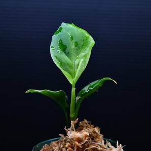 5 Aglaonema pictum tricolor from South Sumatra アグラオネマ ピクタム トリカラー実生株の画像3