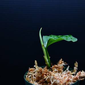 6 Aglaonema pictum tricolor from South Sumatra アグラオネマ ピクタム トリカラー実生株の画像5