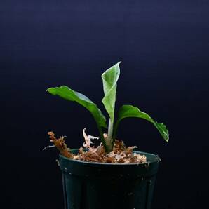 7 Aglaonema pictum tricolor from South Sumatra アグラオネマ ピクタム トリカラー実生株の画像3